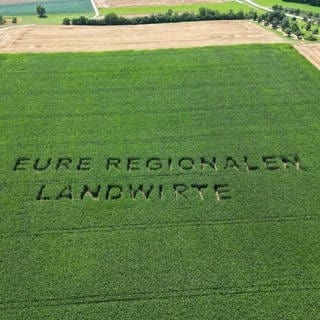 Schriftzug Eure Regionalen Landwirte in einem Maisfeld bei Ilsfeld (Kreis Heilbronn)
