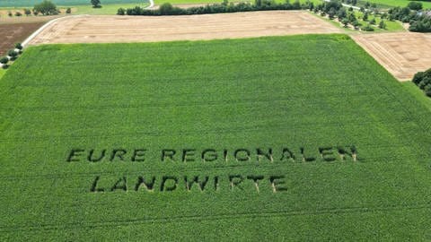 Schriftzug Eure Regionalen Landwirte in einem Maisfeld bei Ilsfeld (Kreis Heilbronn)