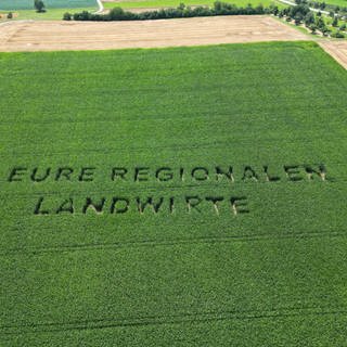 Schriftzug Eure Regionalen Landwirte in einem Maisfeld bei Ilsfeld (Kreis Heilbronn)