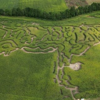 Maislabyrinth in Kuhform am Starkholzbacher See