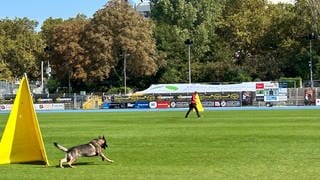 Bundessiegerprüfung der Schäferhunde