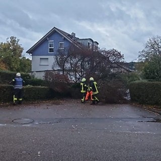 Ein umgestürzter Baum in Möckmühl