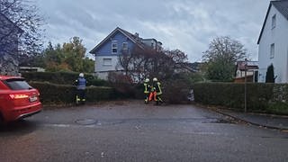 Ein umgestürzter Baum in Möckmühl