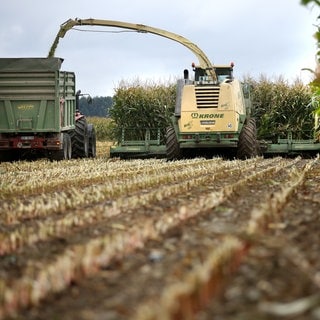 Maishäcksler auf einem Feld