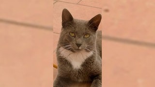 Vor dem Heilbronner Landgericht startet der Berufungsprozess um den Tod von Kater Emil. Er ist 2021 in einer Bärenfalle im Nachbarsgarten gestorben.