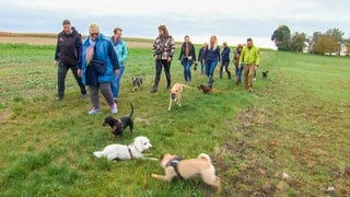 Schusstraining für Welpen