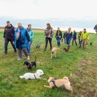 Schusstraining für Welpen