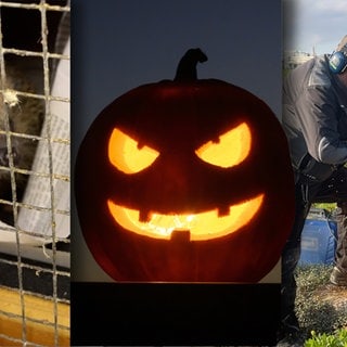 Fotocollage Wochenrückblick Kalenderwoche 44 für Heilbronn. V.l.n.r.: Igelstation, Halloween, Grabmahl