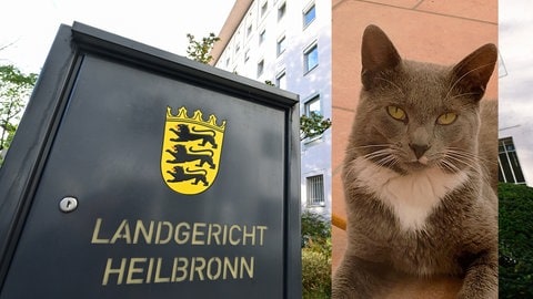 Am Heilbronner Landgericht wird das Urteil erwartet: Wer ist schuld an Kater Emils Tod?