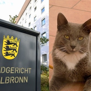 Am Heilbronner Landgericht wird das Urteil erwartet: Wer ist schuld an Kater Emils Tod?