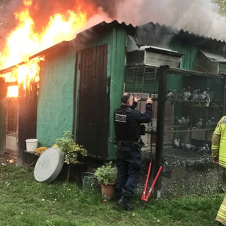 Die Heilbronner Feuerwehr rettet bei einem Brand 120 Tauben.