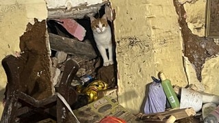 Die Tierrettung Unterland ist nach den Unwettern in Spanien weiter in der Region Valencia im Einsatz.