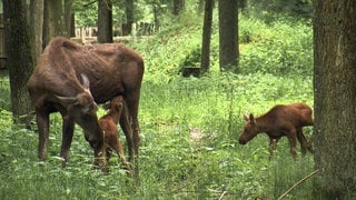 Elchnachwuchs im Wildpark Bad Mergentheim