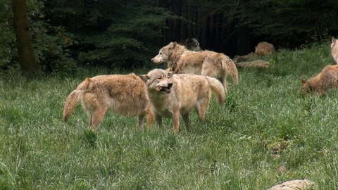 Europas größtes Wolfsrudel  im Wildpark Bad Mergentheim