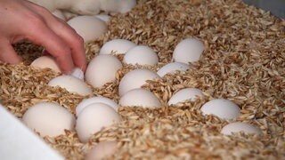 Bio Eier für den Hofladen liegen im Spelzenbett für Hühner. Eine Hand greift danach.