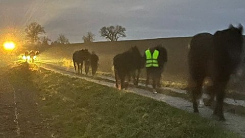 Pferde werden an über die Straße geführt