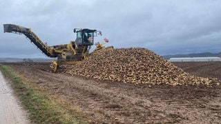 Eine Verlademaschine für Zuckerrüben auf einem Acker bei Ilsfeld, davor ein Haufen Zuckerrüben.