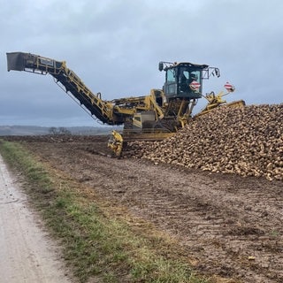 Eine Verlademaschine für Zuckerrüben auf einem Acker bei Ilsfeld, davor ein Haufen Zuckerrüben.