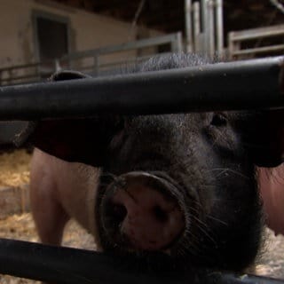 Schweine im Stall bei Ilshofen