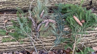 Lärchenzapfen, Douglasie, Weymouthkiefer mit Zapfen, Weißtanne und Fichte mit Zapfen liegen auf einem Baumstamm