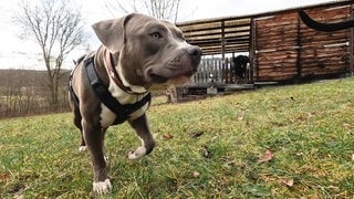 Für Kampfhund Dexter aus Weinsberg (Kreis Heilbronn) soll mehr Hundesteuer fällig werden.