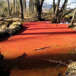 Ein Weiher in Bad Mergentheim ist derzeit blutrot. Ein Algenfarn ist für die Färbung verantwortlich. 