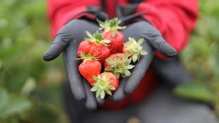 Zwei Hände in Gummihandschuhen halten frisch geerntete Erdbeeren in der Hand