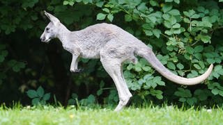 Ein Känguru springt über eine Wiese. Symbolbild für ein verschwundes Känguru in Waghäusel-Wiesental
