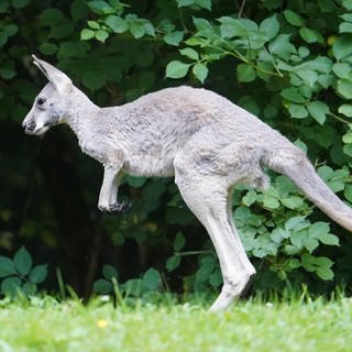 Ein Känguru springt über eine Wiese. Symbolbild für ein verschwundes Känguru in Waghäusel-Wiesental