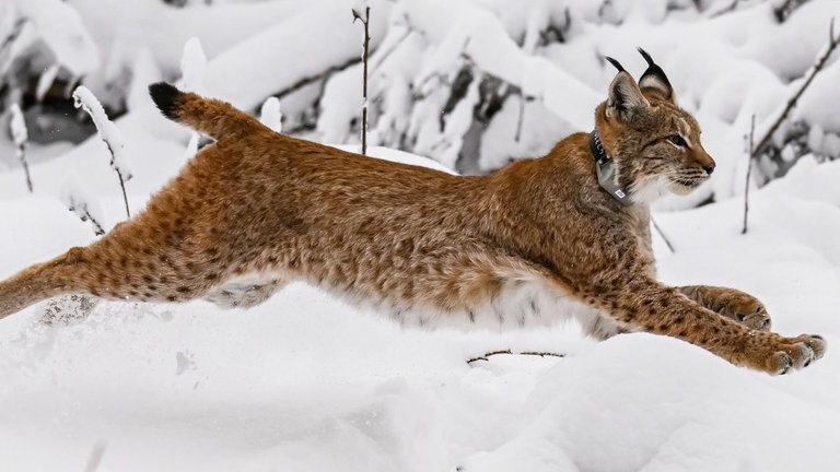 Finja - Erster Weiblicher Luchs Im Nordschwarzwald Ausgewildert - SWR ...