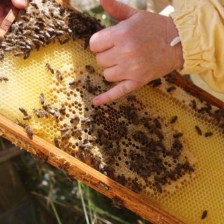 Eine Hand zeigt auf den Honig auf einem Rahmen, auf dem auch etliche Bienen zu sehen sind.