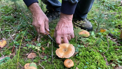 Leopold Marschall beim Pilze sammeln im Wald