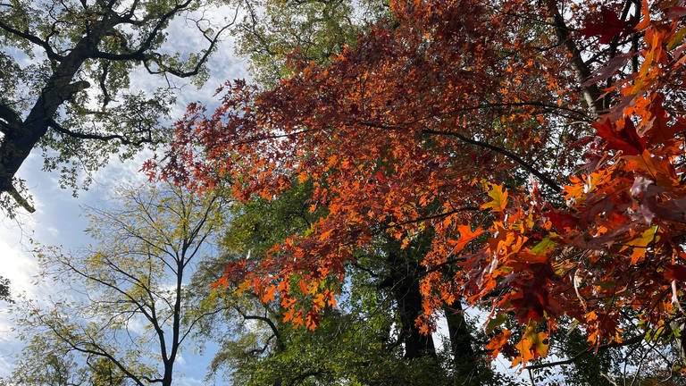 Bunt gefärbte Blätter an Bäumen im Schlossgarten in Karlsruhe