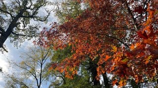 Bunt gefärbte Blätter an Bäumen im Schlossgarten in Karlsruhe