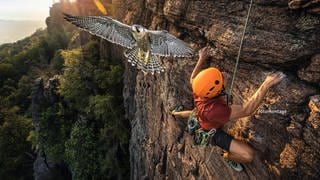 Ein Kletterer am Battertfelsen, im Vordergrund ein Wanderfalke im Flug, Fotomontage