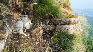 Artenschutz vor Freizeitklettern: Wanderfalken sind eine bedrohte Art und müssen geschützt werden