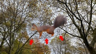 Foto-Montage Eichhörnchenbrücke in Baden-Baden: Eichhörnchen läuft über ein Seil, das zwischen zwei Bäume gespannt ist