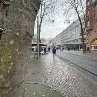 Platanen in der Karlsruher Kaiserstraße