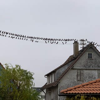 Tauben auf einer Stromleitung