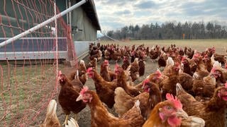 Geflügelhalter dürfen wegen der Vogelgrippe ihre Ställe nur noch in Schutzanzügen betreten 