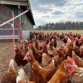 Geflügelhalter dürfen wegen der Vogelgrippe ihre Ställe nur noch in Schutzanzügen betreten 