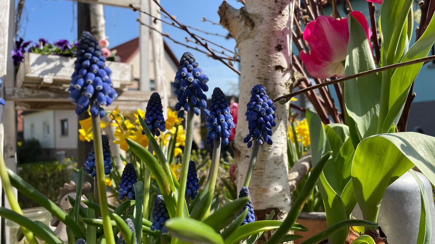 Frühlingsgefühle im Karlsbader Blumenladen