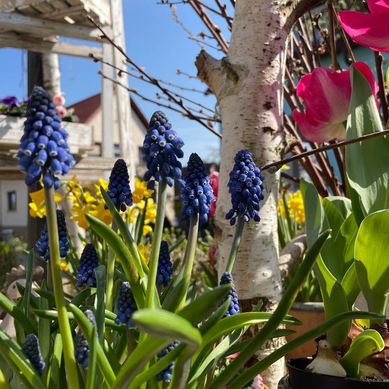 Frühlingsgefühle im Karlsbader Blumenladen