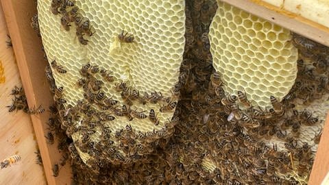 Viele Bienen tummeln sich im Inneren der Bienenkästen von Expertin Katrin Sonnleitner aus Karlsruhe.