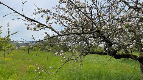 Blühende Apfelbäume auf den Streuobstwiesen von Kuppenheim. 
