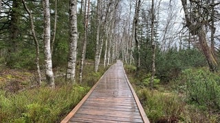 Moorbirke ist Baum des Jahres