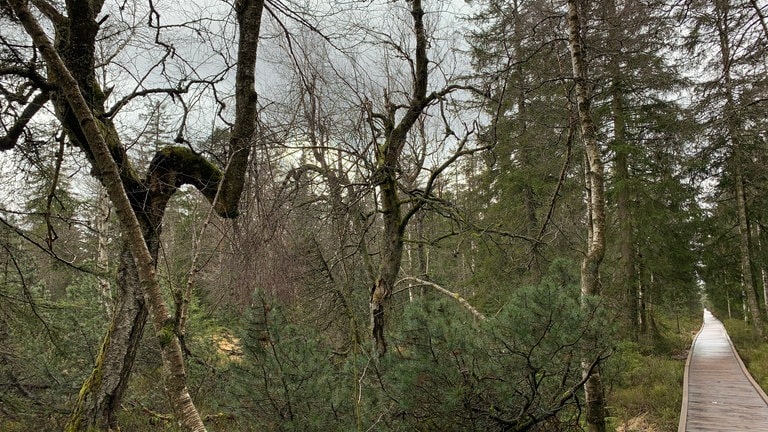 Moorbirke ist Baum des Jahres