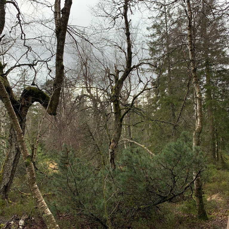 Moorbirke ist Baum des Jahres