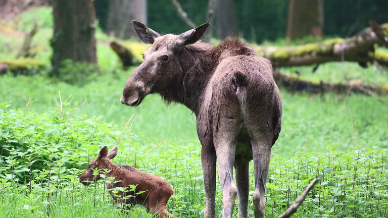 Kleiner Elch im Zoo Karlsruhe geboren