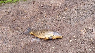 Fische wurden von der Flutwelle am Waldenecksee aus dem See geschleudert